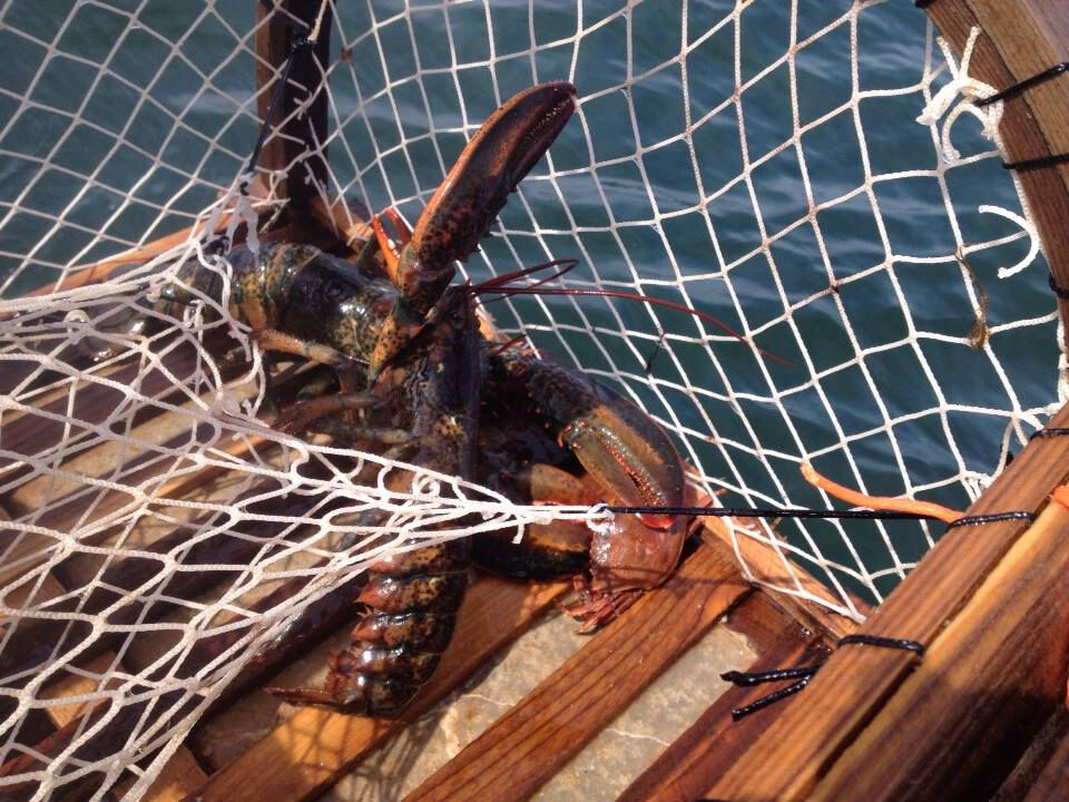 Lobsters